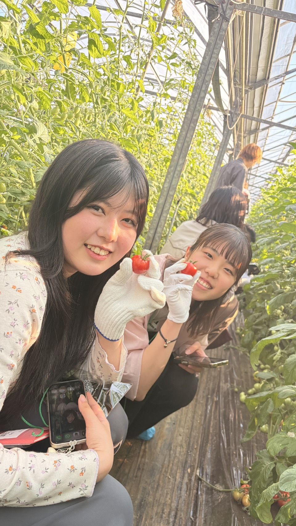 ミニトマトの収穫体験